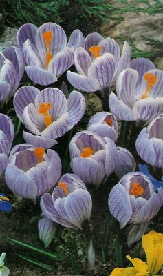 crocus